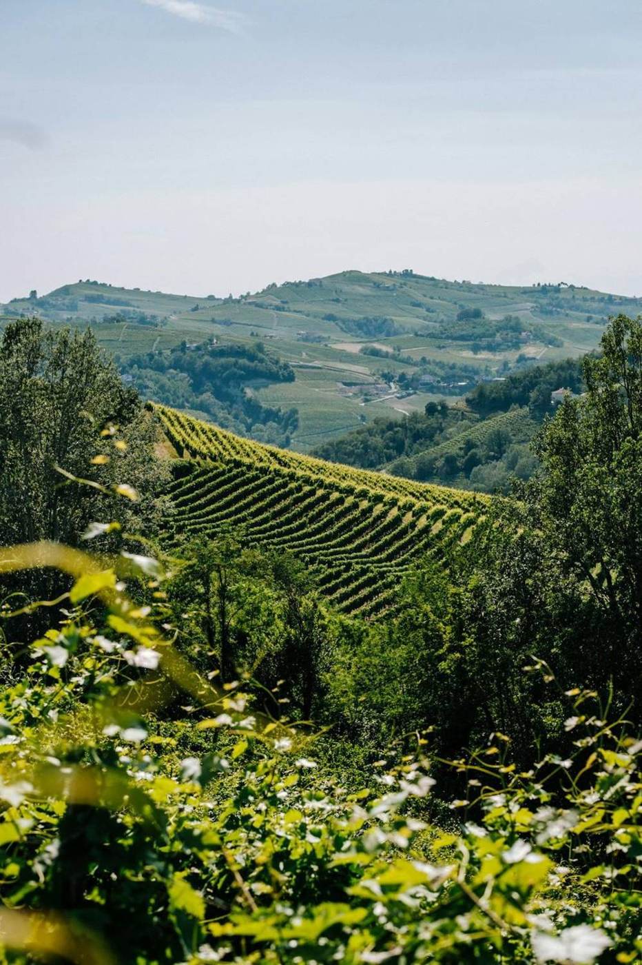 Vigneto in collina