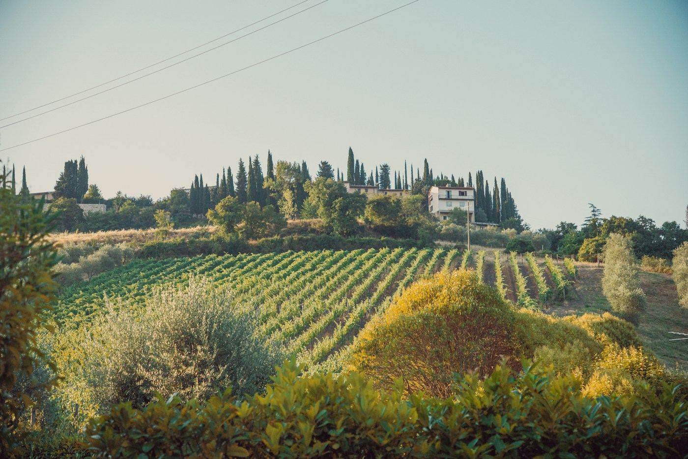 Vigneto con cipressi e casale sulla collina