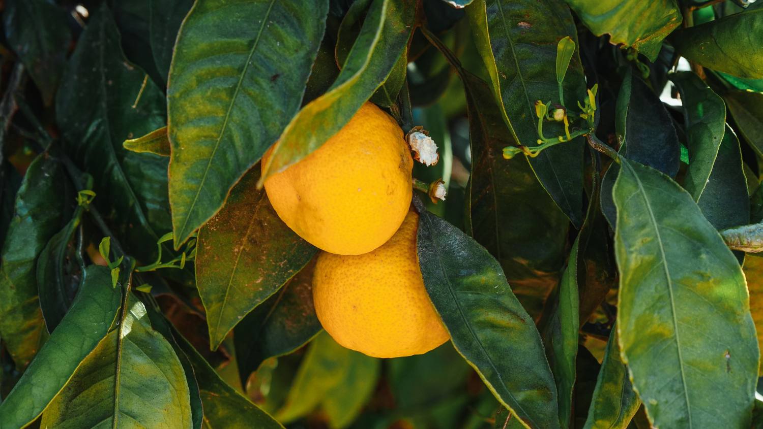 Limoni maturi tra foglie verde scuro